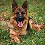red and black german shepherd puppies for sale near me